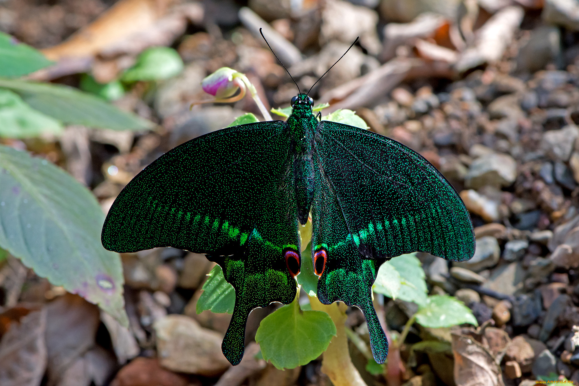 papilio paris - paris peacock, , ,  ,  , 